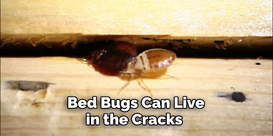 Bed Bugs Can Live in the Cracks 
