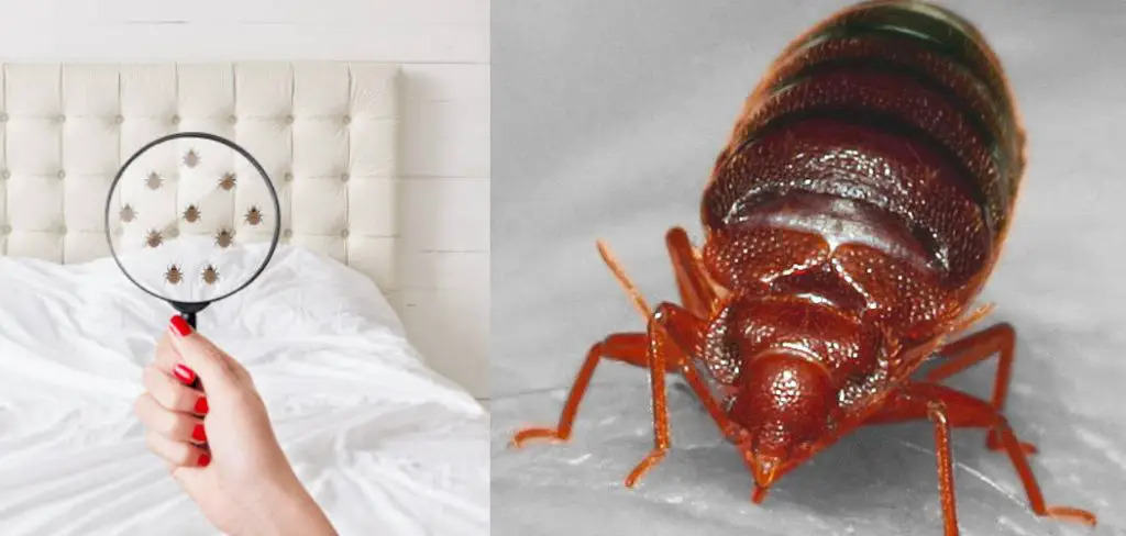 How to Get Bed Bugs Out of Wood Furniture