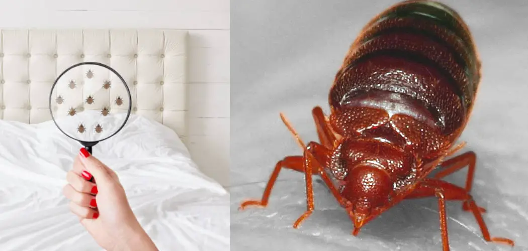 How to Get Bed Bugs Out of Wood Furniture