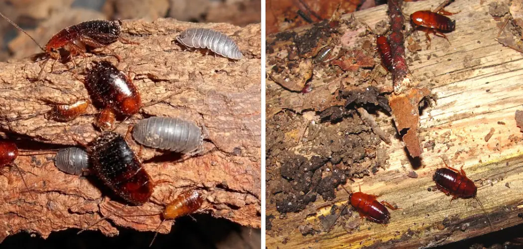 How to Keep Wood Roaches Out of the House