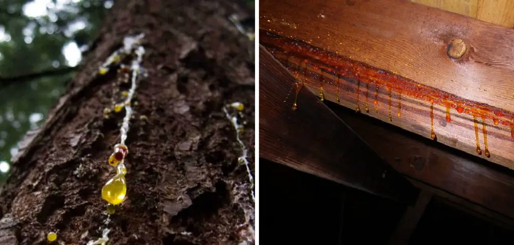 How to Stop Wood From Leaking Sap