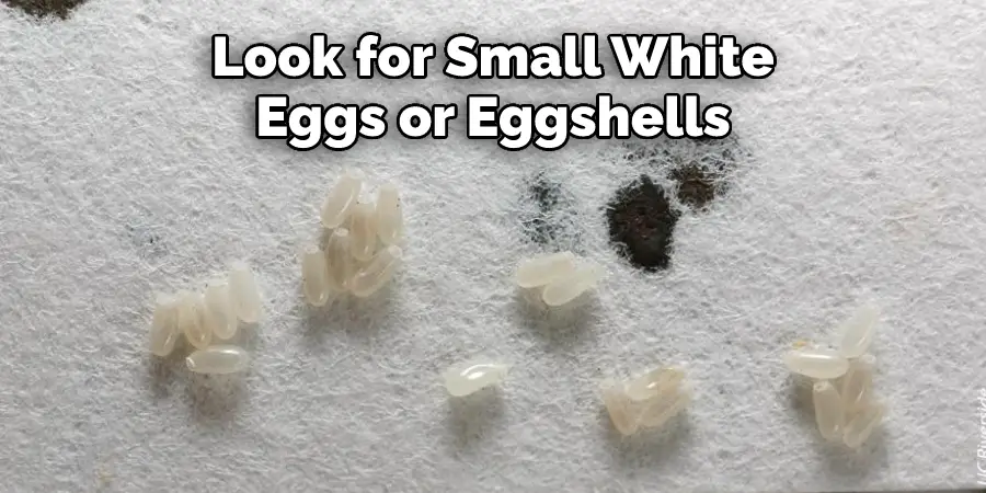 Look for Small White Eggs or Eggshells