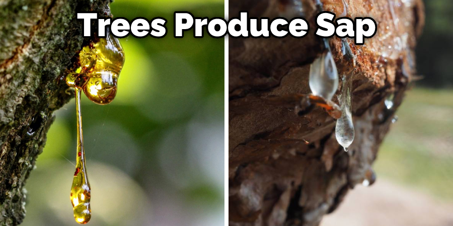 Trees Produce Sap