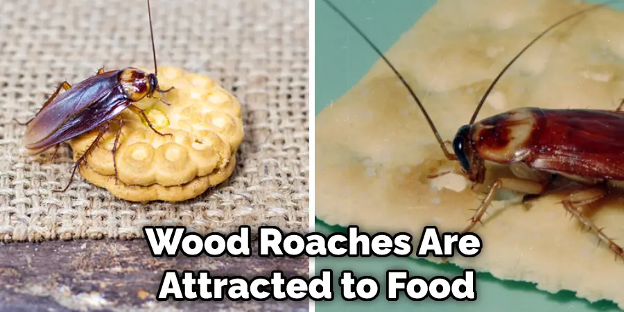 Wood Roaches Are Attracted to Food
