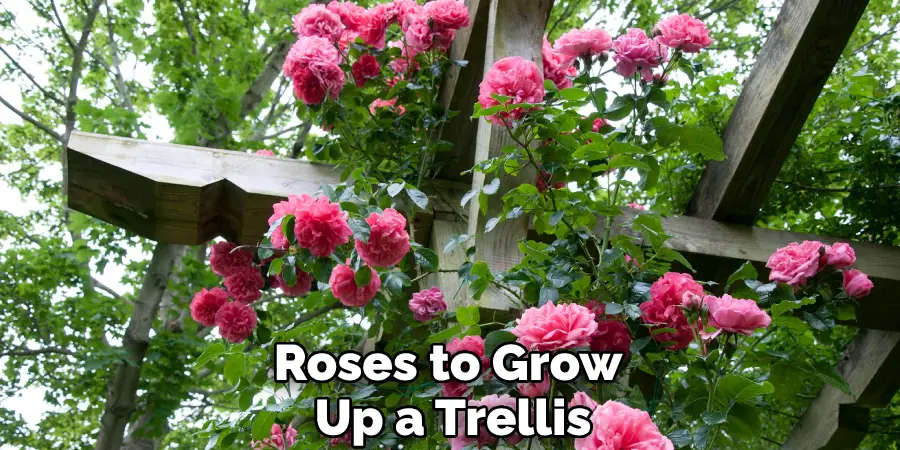 Roses to Grow Up a Trellis