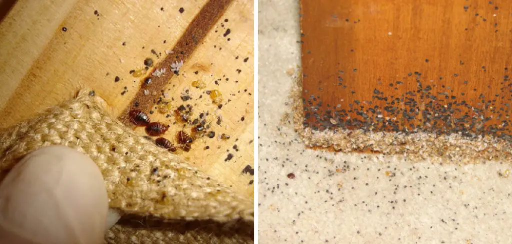 How to Get Rid of Bed Bugs in Hardwood Floors