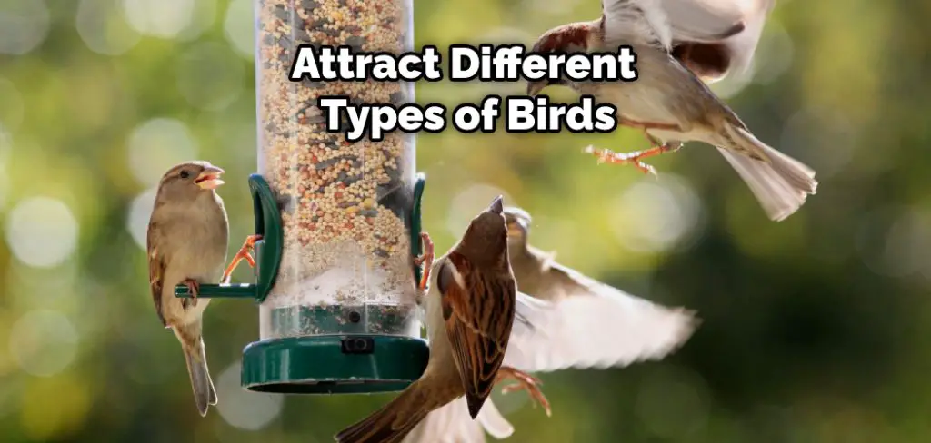 Attract Different Types of Birds