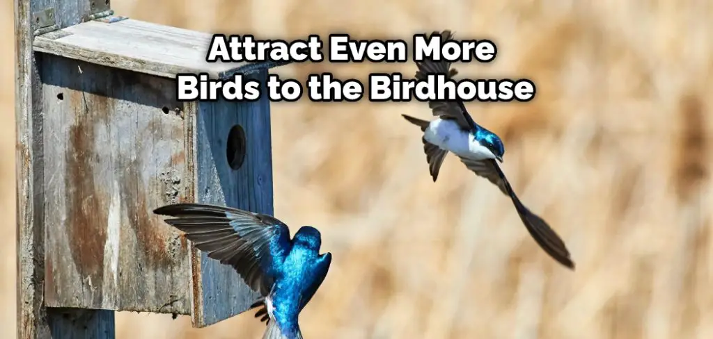 Attract Even More Birds to the Birdhouse