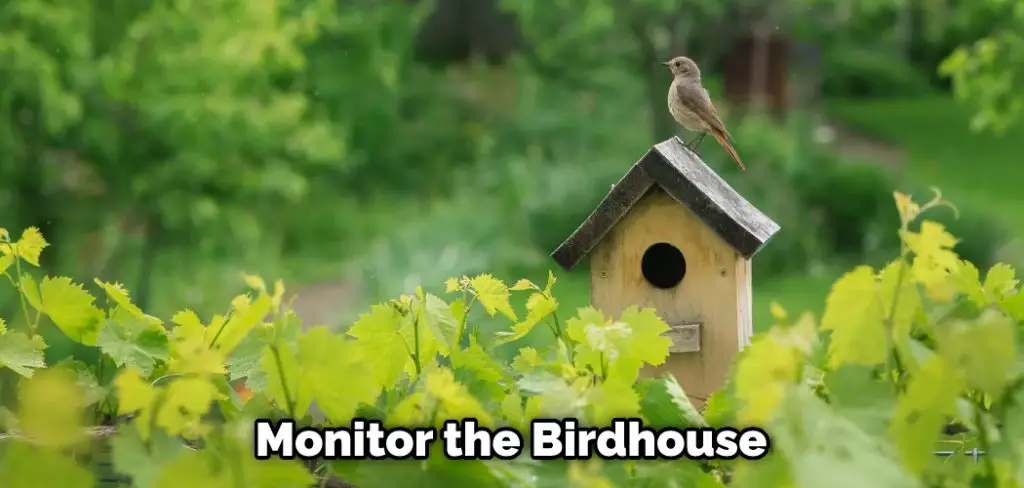 Monitor the Birdhouse