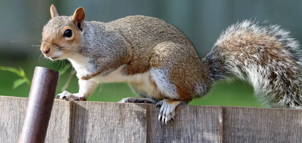 How to Keep Squirrels From Chewing on Patio Furniture