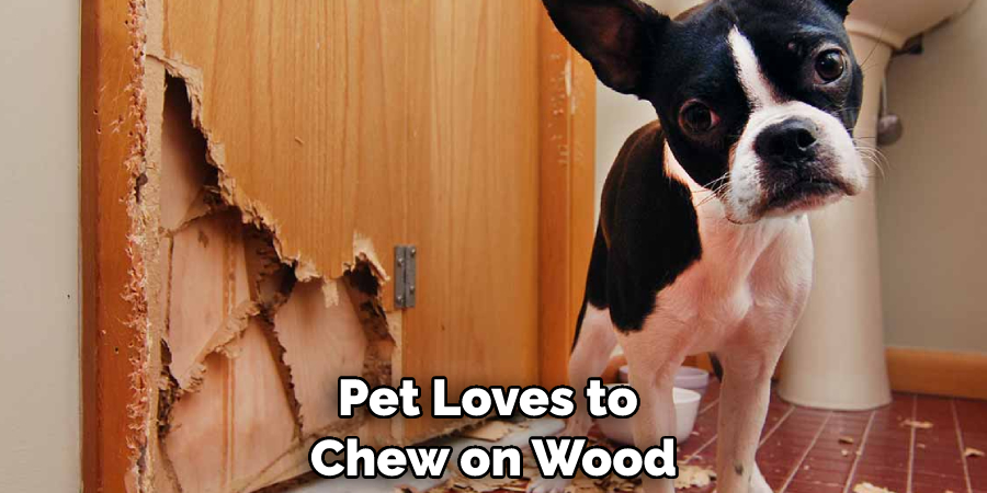 Pet Loves to Chew on Wood