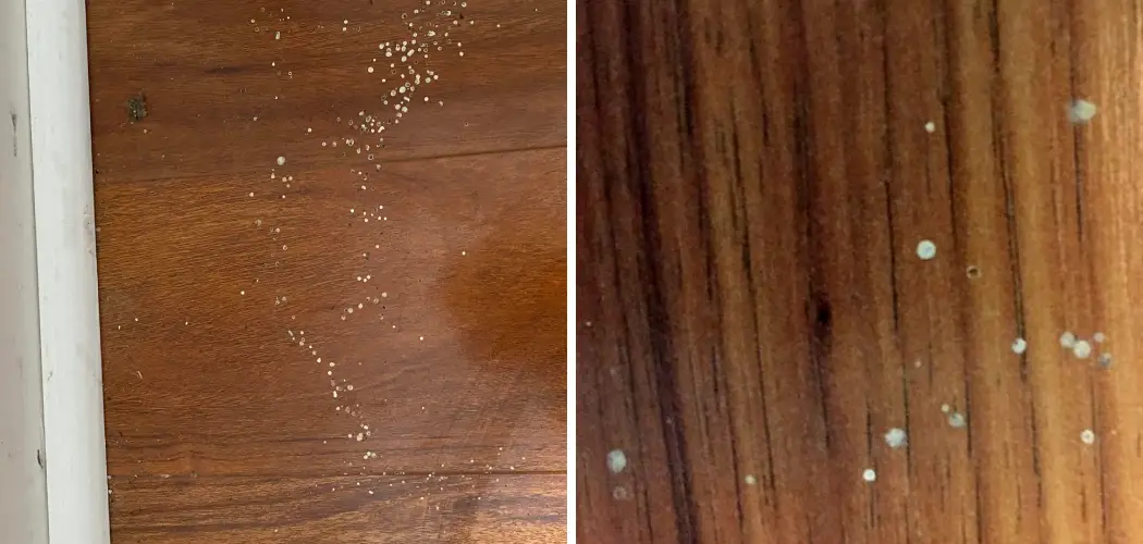 How to Clean Spider Poop off Wood Floors