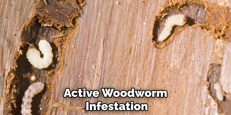 Active Woodworm Infestation