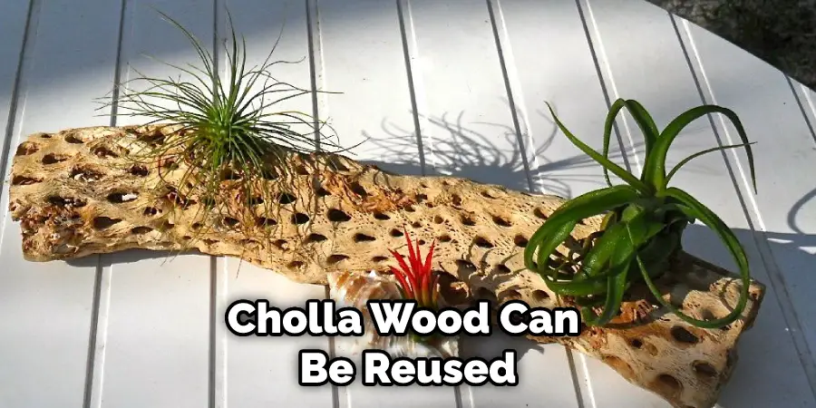 Cholla Wood Can Be Reused