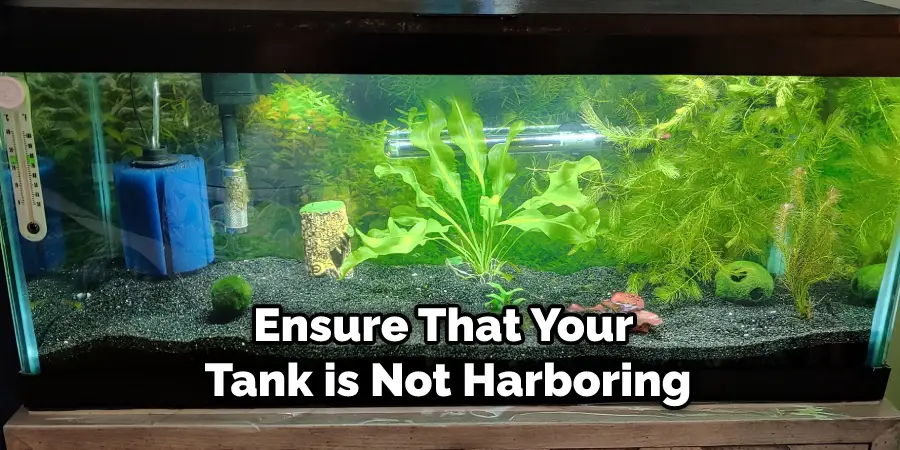 Ensure That Your Tank is Not Harboring
