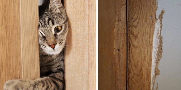 how-to-fix-cat-scratches-on-door-frame-8-easy-steps-2024