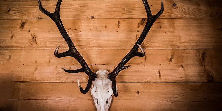 How to Mount a Skull to a Piece of Wood