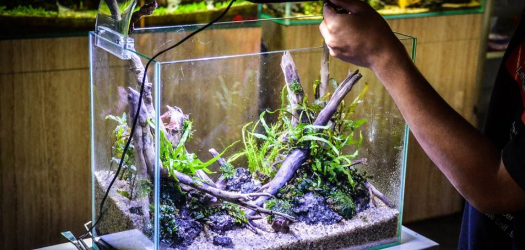How to Prepare Spider Wood for Aquarium