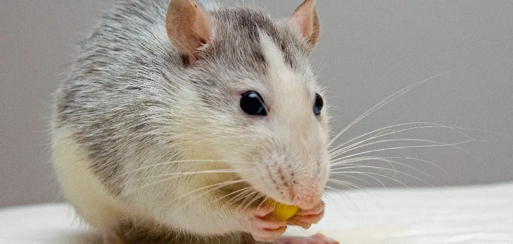How to Remove Rat Urine Smell From Wood
