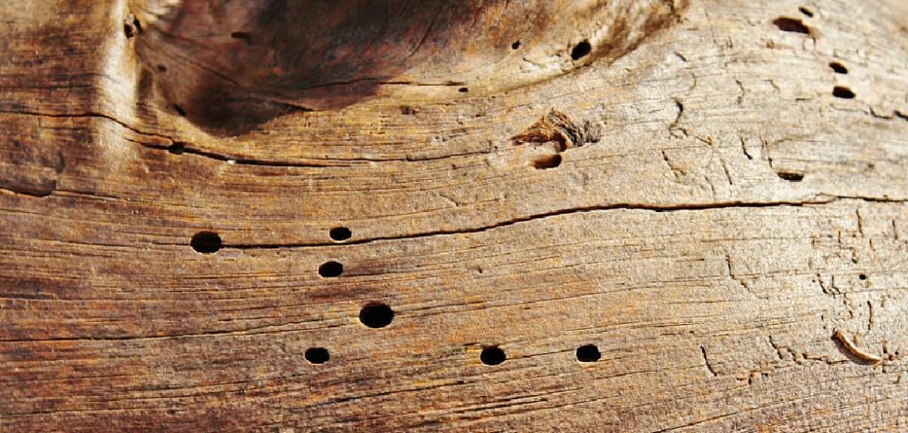 How to Tell if Woodworm is Active