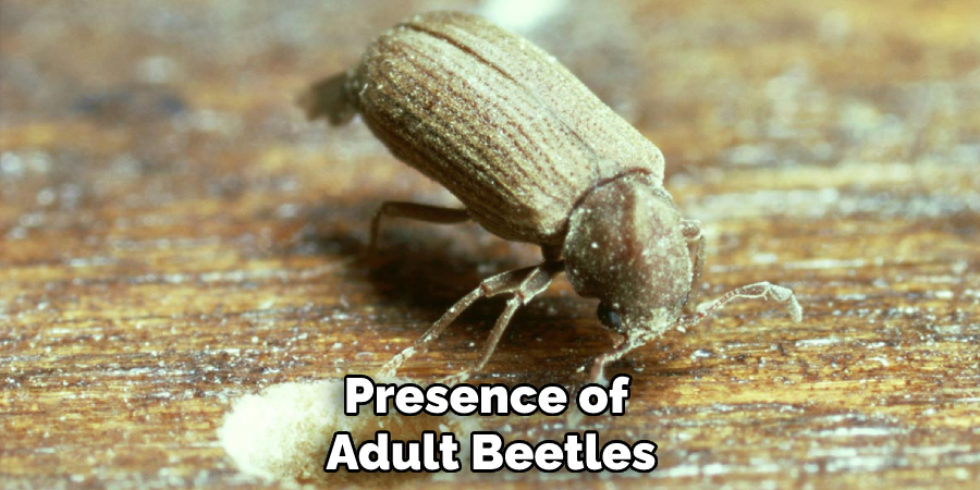 Presence of Adult Beetles