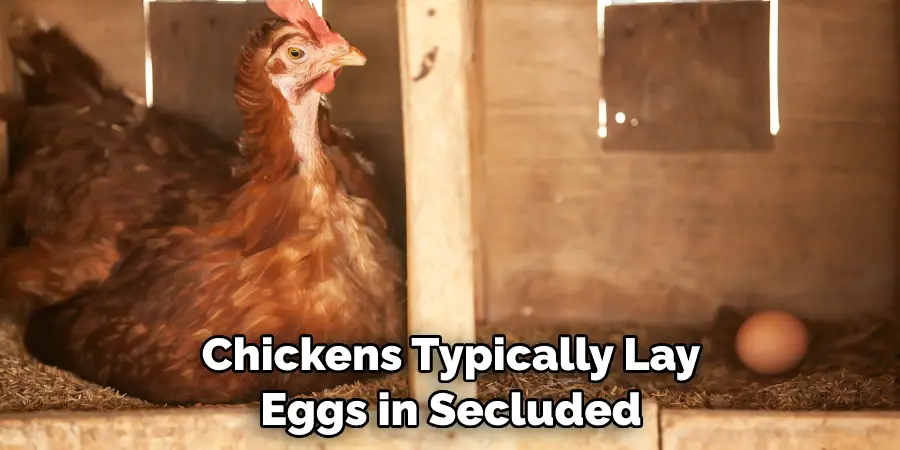 Chickens Typically Lay Eggs in Secluded