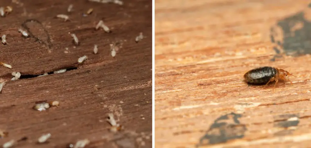 How to Get Rid of Wood Mites Indoors
