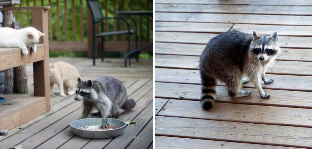 How to Raccoon-proof Your Deck