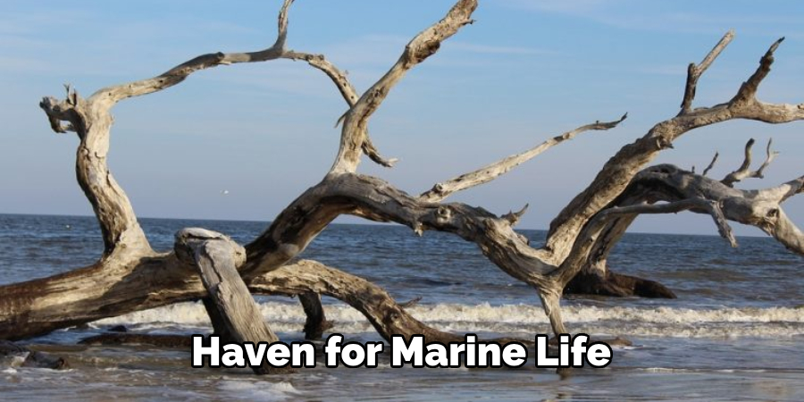 Haven for Marine Life
