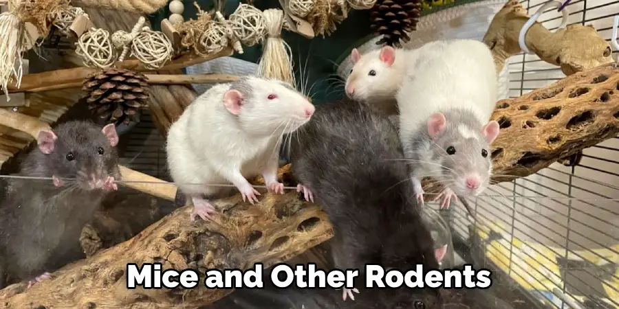 Mice and Other Rodents