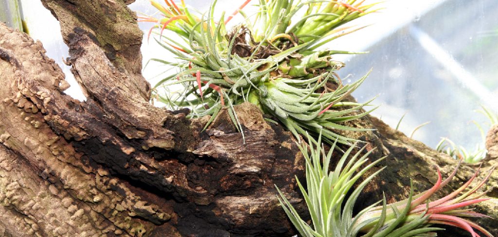 How to Attach Air Plants to Wood