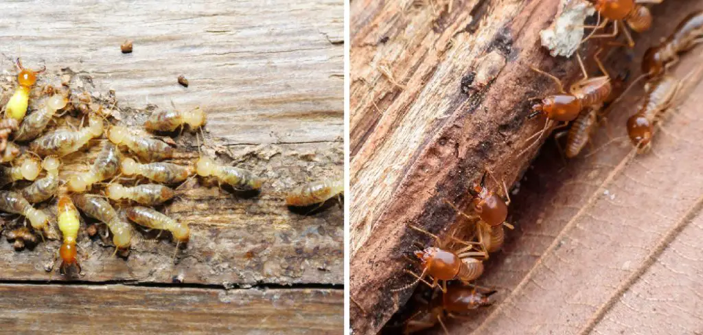 How to Get Rid of Drywood Termites Without Tenting