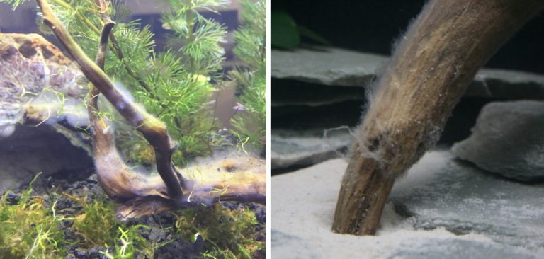 How to Get Rid of White Fungus on Driftwood | 10 Easy Ideas