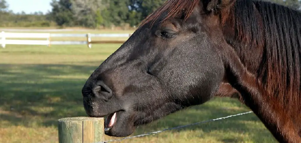How to Stop Horses Chewing Wood