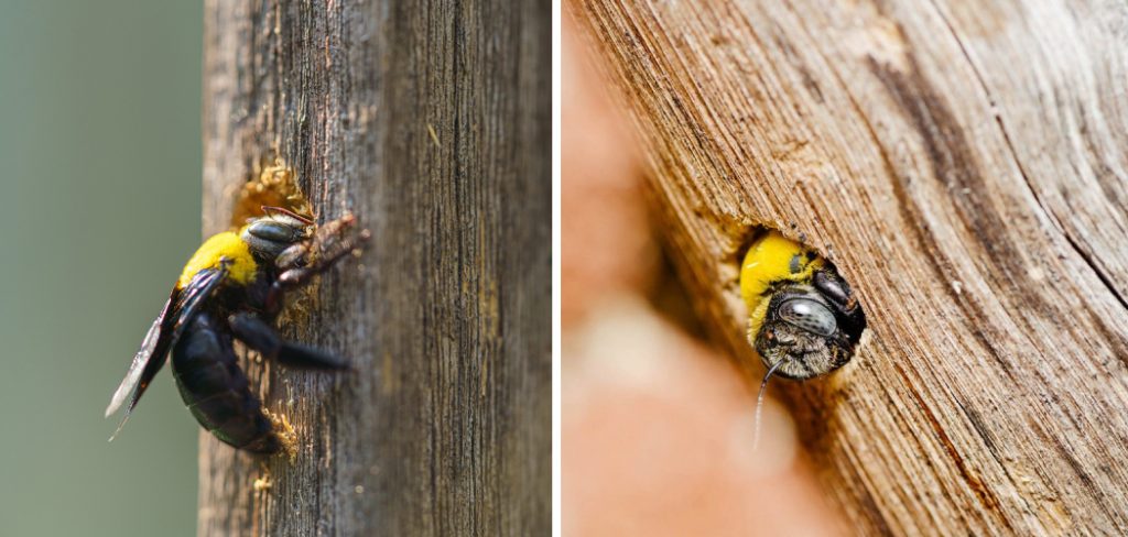 How to Treat Wood for Carpenter Bees