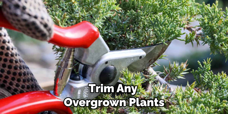 Trim Any Overgrown Plants