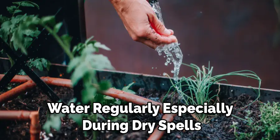 Water Regularly Especially During Dry Spells