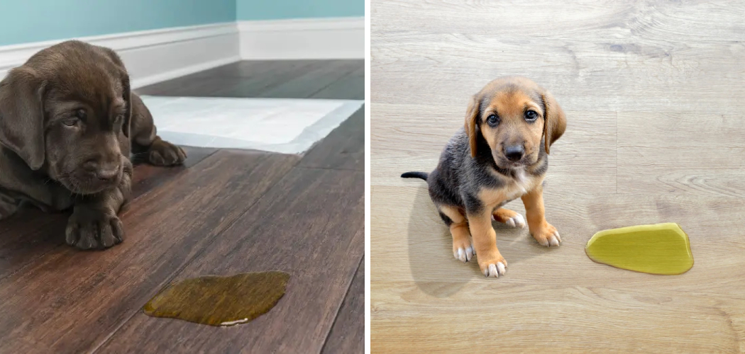 How to Remove Pee Smell From Hardwood Floors