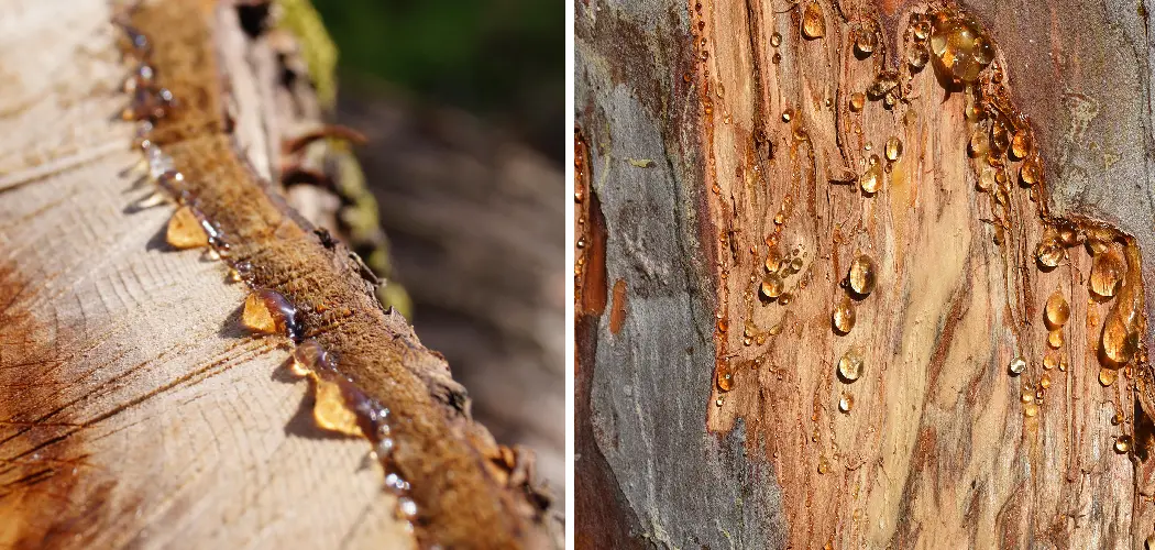 How to Remove Pine Sap From Wood