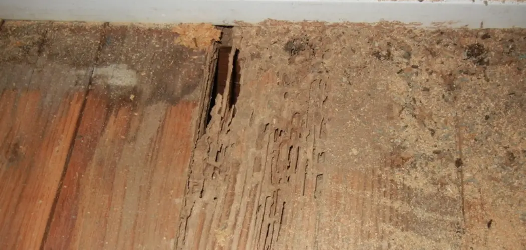 How to Fix Termite-Damaged Wood Floors