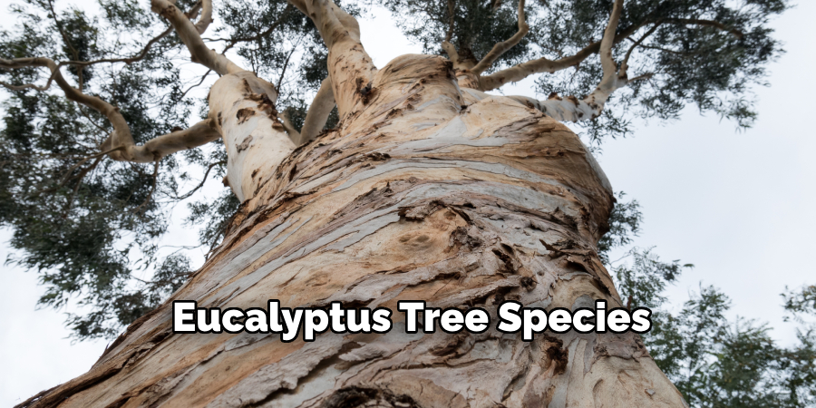 Eucalyptus Tree Species