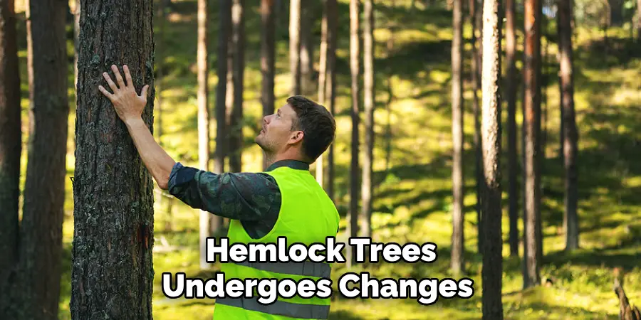 Hemlock Trees Undergoes Changes 