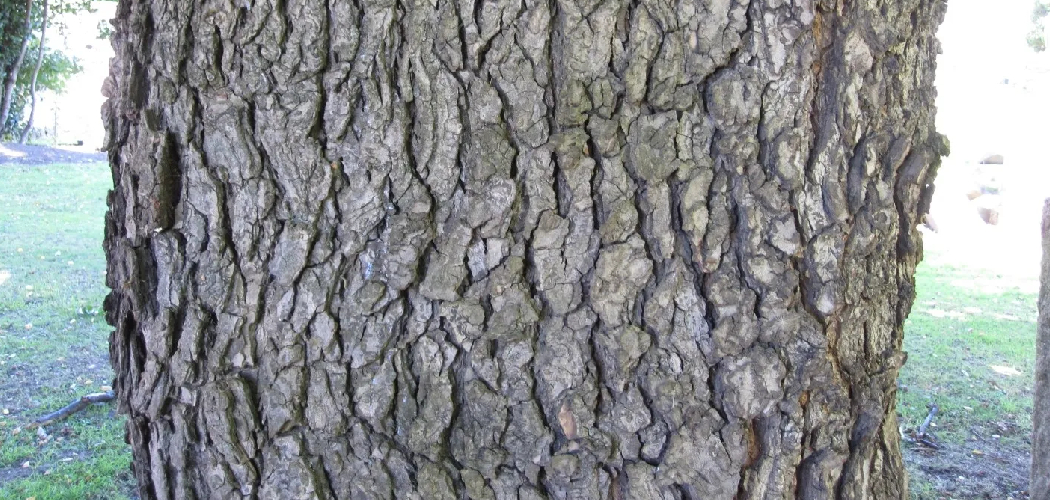 How to Identify Pecan Wood