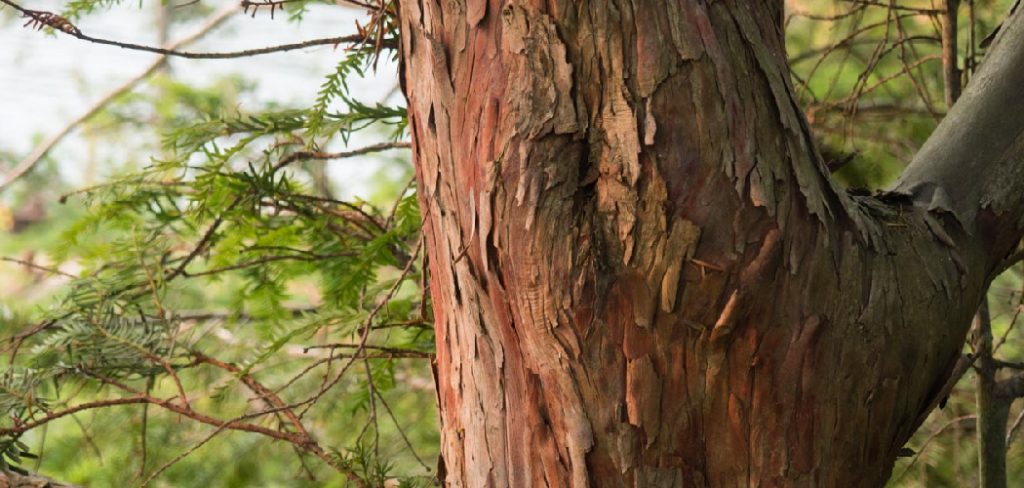 How to Identify a Pacific Yew Wood