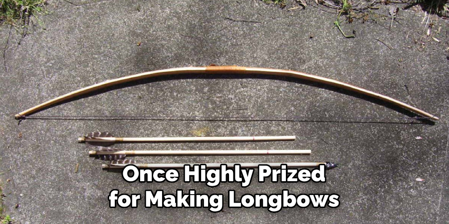 Once Highly Prized for Making Longbows