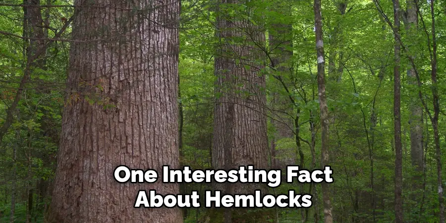 One Interesting Fact About Hemlocks