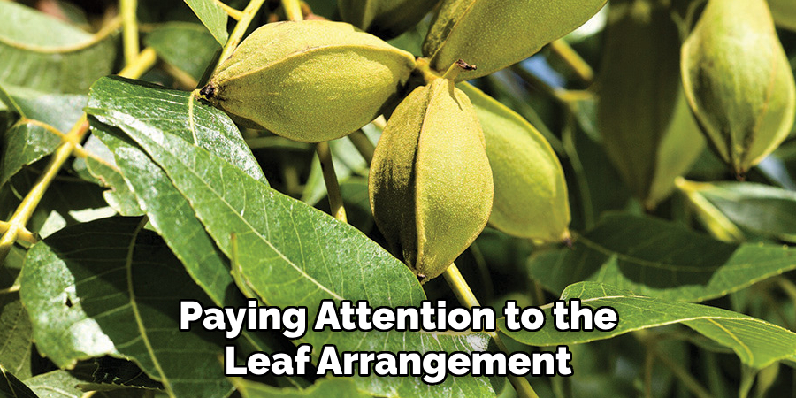 Paying Attention to the Leaf Arrangement