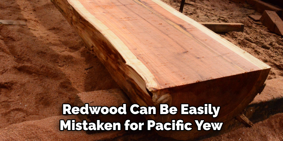 Redwood Can Be Easily Mistaken for Pacific Yew