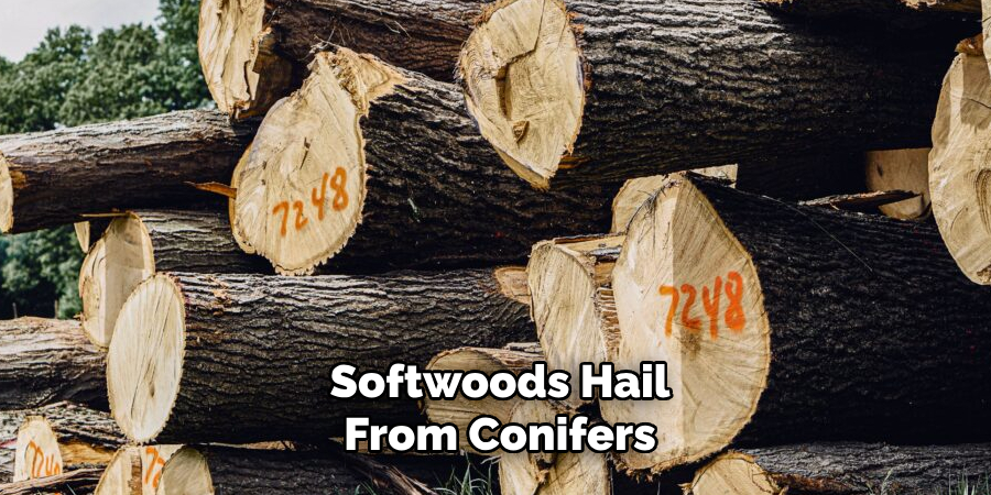 Softwoods Hail From Conifers