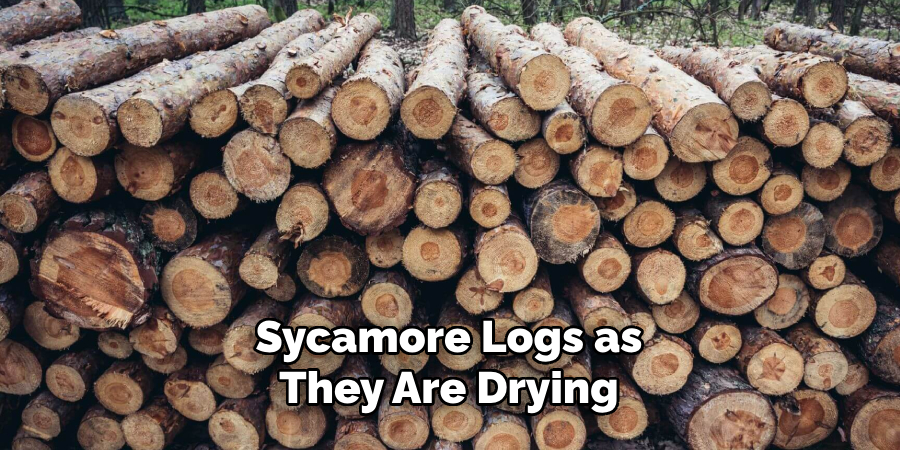 Sycamore Logs as They Are Drying